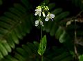 Stem-Clasping Rock-Cress